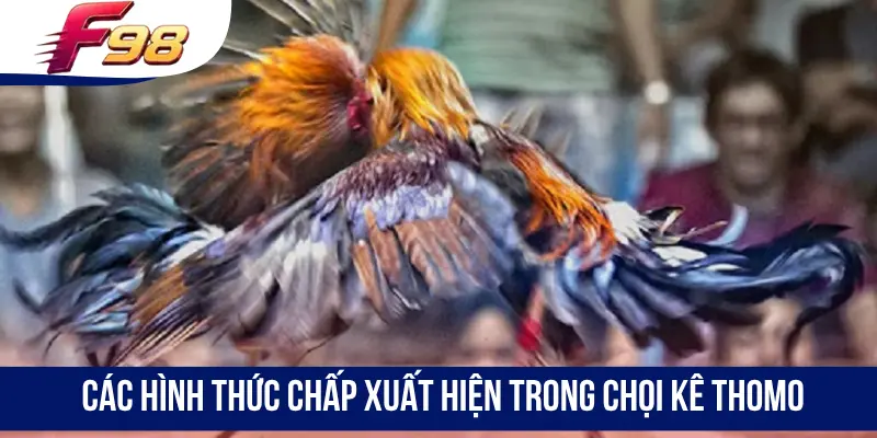 Các hình thức chấp xuất hiện trong chọi kê Thomo