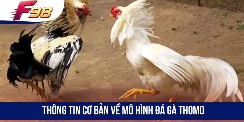 Thông tin cơ bản về mô hình đá gà Thomo